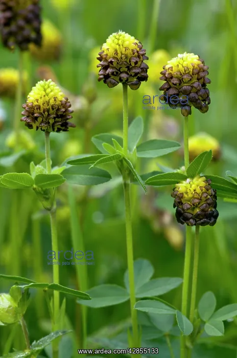 : Brown Clover - in flower in old hay meadow : Brown Clover - in flower in old hay meadow