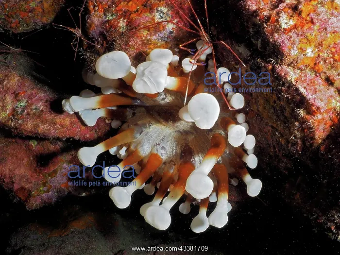 : Brown club-tipped anemone (Telmatactis cricoides) : Brown club-tipped anemone (Telmatactis cricoides)