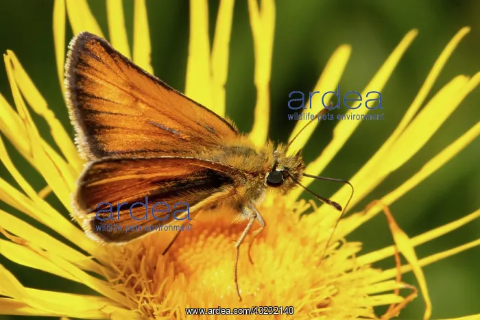 : Brown (colobus) butterfly butterfly sitting on yellow : Brown (colobus) butterfly butterfly sitting on yellow