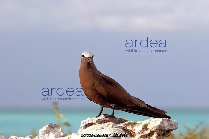 : Brown / Common Booby : Brown / Common Booby
