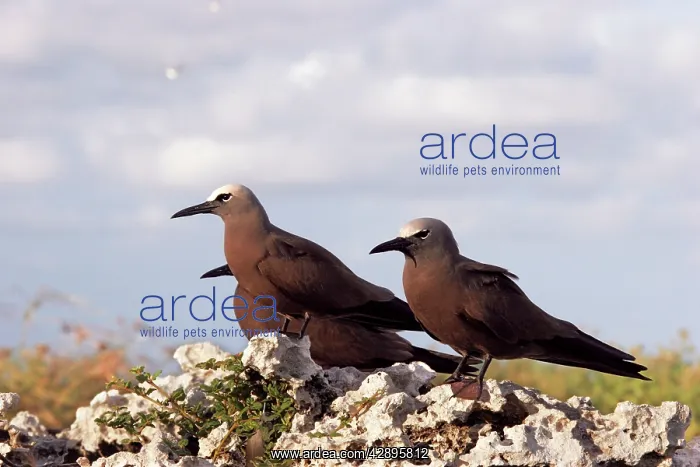 : Brown / Common Booby : Brown / Common Booby