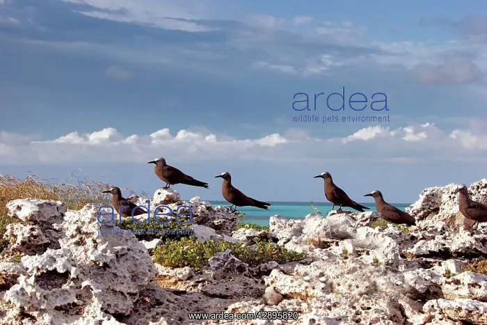: Brown / Common Booby : Brown / Common Booby