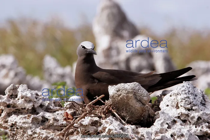 : Brown / Common Booby : Brown / Common Booby