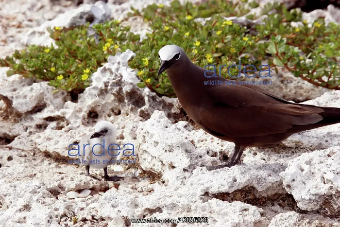 : Brown / Common Booby - adult with chick : Brown / Common Booby - adult with chick