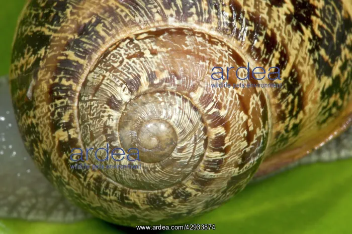 : Brown Common Garden Snail - Close-up of shell showing : Brown Common Garden Snail - Close-up of shell showing