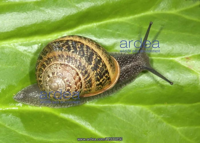 : Brown Common Garden Snail - Crawling over leaf : Brown Common Garden Snail - Crawling over leaf