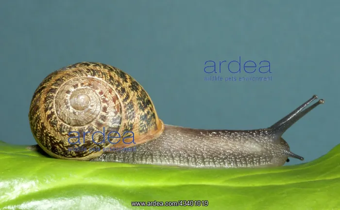 : Brown Common Garden Snail - Crawling over leaf : Brown Common Garden Snail - Crawling over leaf