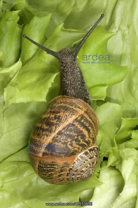 : Brown Common Garden Snail - Crawling on lettuce : Brown Common Garden Snail - Crawling on lettuce