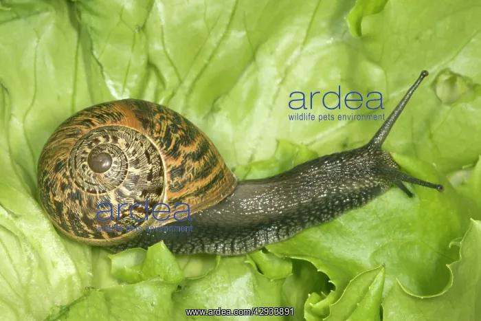 : Brown Common Garden Snail - Side view with perfect : Brown Common Garden Snail - Side view with perfect