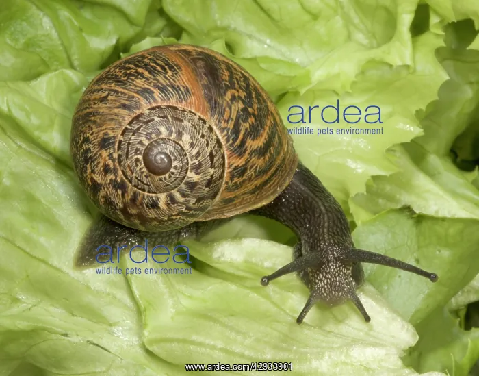 : Brown Common Garden Snail - Side view with perfect : Brown Common Garden Snail - Side view with perfect