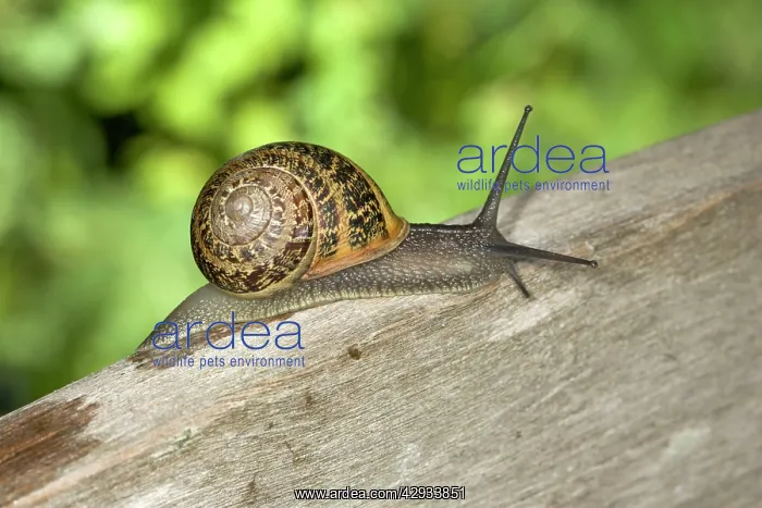  : Brown Common Garden Snail - On wooden fence