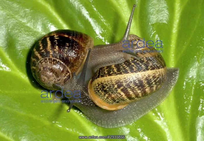 : Brown Common Garden Snails - Mating pair : Brown Common Garden Snails - Mating pair