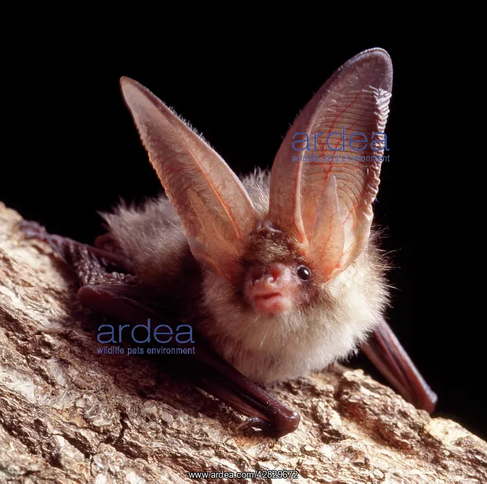 : Brown / Common Long-eared / Long-eared BAT : Brown / Common Long-eared / Long-eared BAT