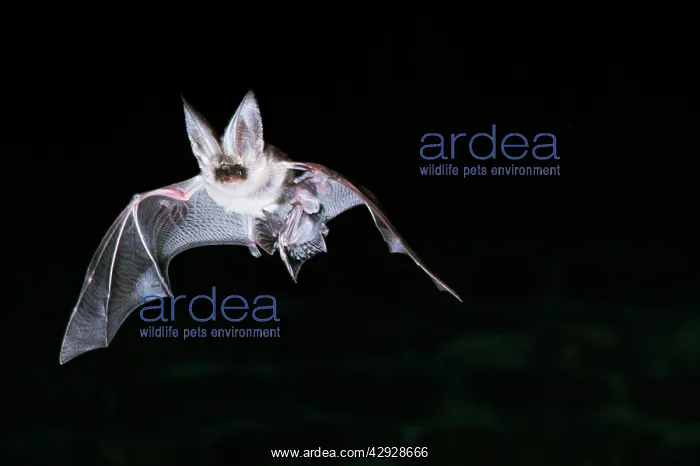  : Brown  /  Common Long-eared  /  Long-eared BAT- In