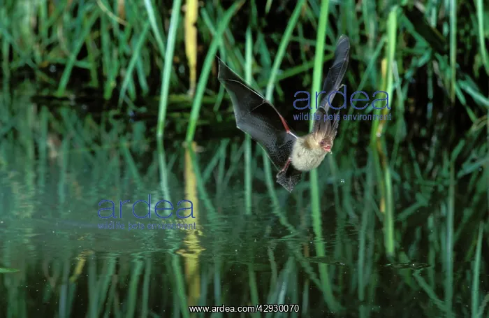 : Brown / Common Long-eared / Long-eared BAT - in : Brown / Common Long-eared / Long-eared BAT - in