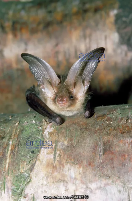 : Brown / Common Long-eared / Long-eared BAT : Brown / Common Long-eared / Long-eared BAT