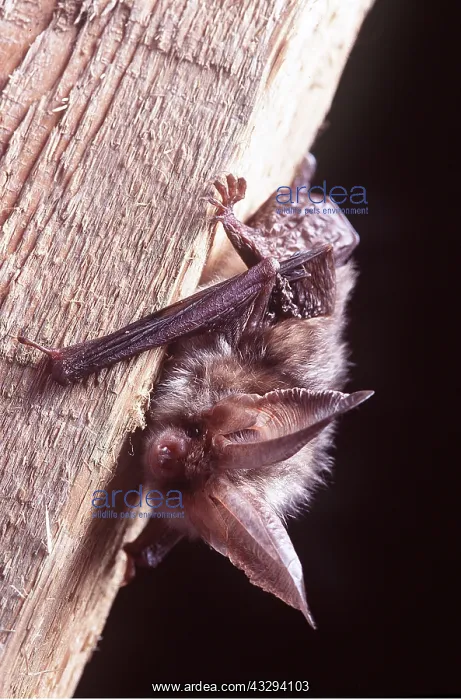 : Brown / Common Long-eared / Long-eared BAT - clinging : Brown / Common Long-eared / Long-eared BAT - clinging