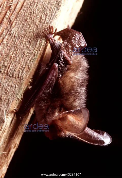 : Brown / Common Long-eared / Long-eared BAT - clinging : Brown / Common Long-eared / Long-eared BAT - clinging