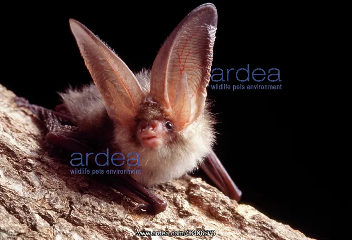 : Brown / Common Long-eared / Long-eared BAT - Close-up : Brown / Common Long-eared / Long-eared BAT - Close-up