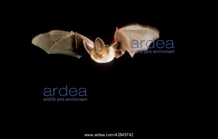 : Brown / Common Long-eared / Long-eared BAT - in flight : Brown / Common Long-eared / Long-eared BAT - in flight