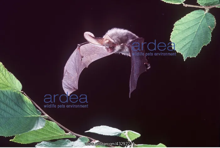 : Brown / Common Long-eared / Long-eared BAT- IN FLIGHT : Brown / Common Long-eared / Long-eared BAT- IN FLIGHT