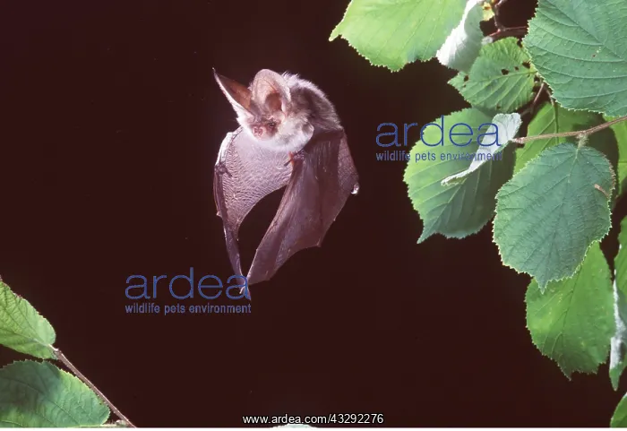 : Brown / Common Long-eared / Long-eared BAT - IN FLIGHT : Brown / Common Long-eared / Long-eared BAT - IN FLIGHT