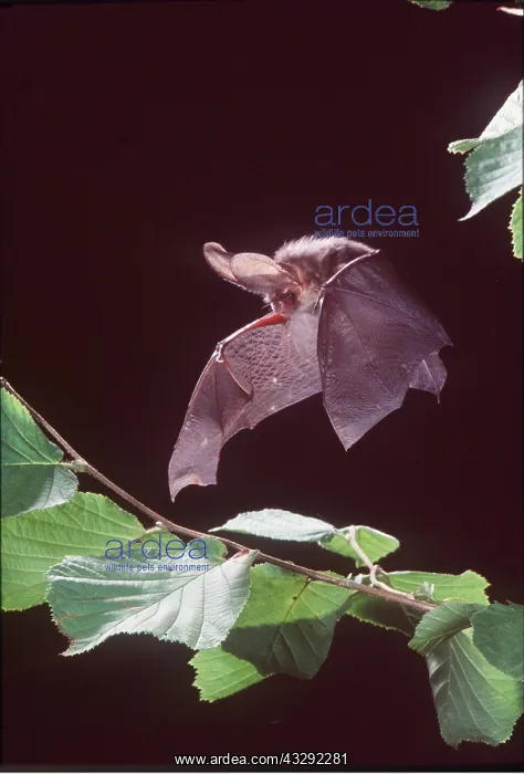 : Brown / Common Long-eared / Long-eared BAT - IN FLIGHT : Brown / Common Long-eared / Long-eared BAT - IN FLIGHT