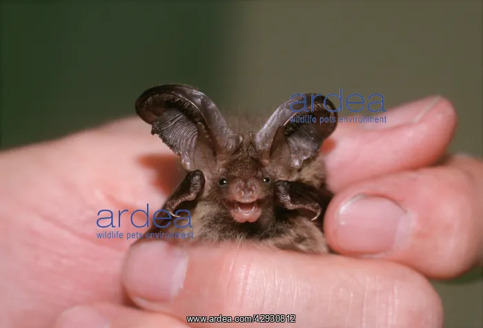  : Brown  /  Common Long-eared  /  Long-eared BAT - in hand