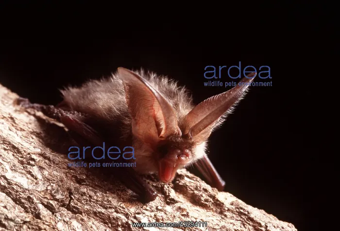 : Brown / Common Long-eared / Long-eared BAT- on tree : Brown / Common Long-eared / Long-eared BAT- on tree