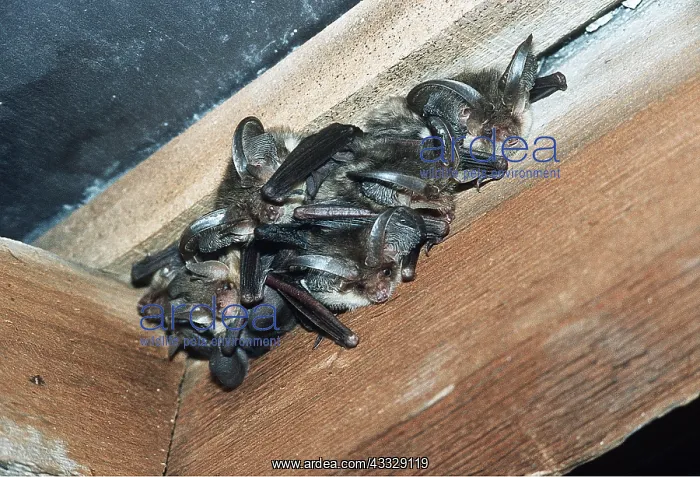 : Brown / Common Long-eared / Long-eared BATS - roosting : Brown / Common Long-eared / Long-eared BATS - roosting
