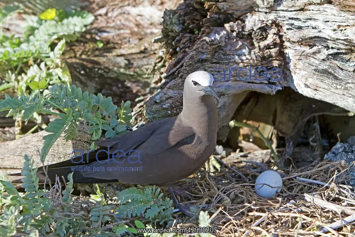 : Brown / Common Noddy - at nest with egg : Brown / Common Noddy - at nest with egg