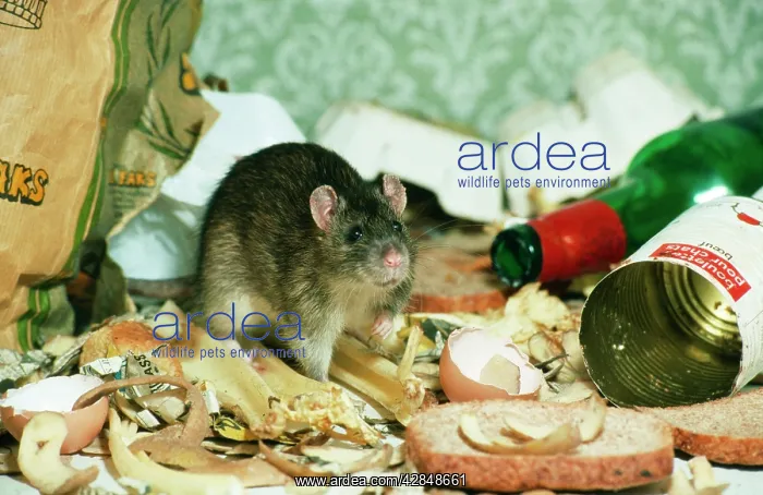 : BROWN / COMMON / NORWAY RAT : BROWN / COMMON / NORWAY RAT