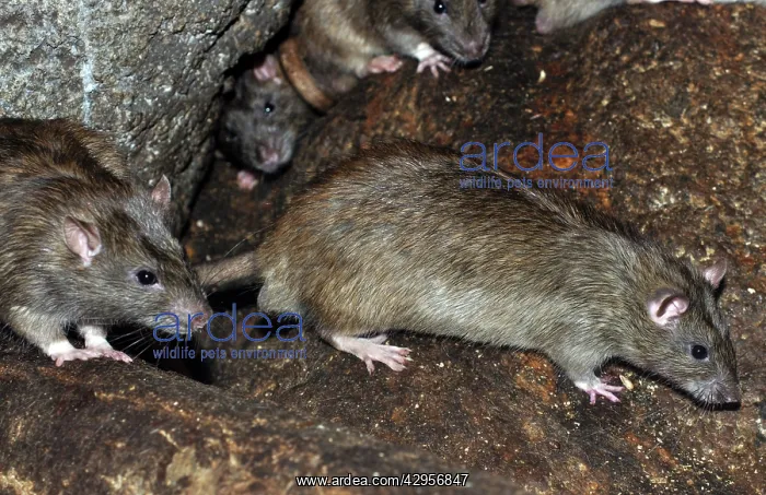 : Brown / Common / Norway Rat : Brown / Common / Norway Rat