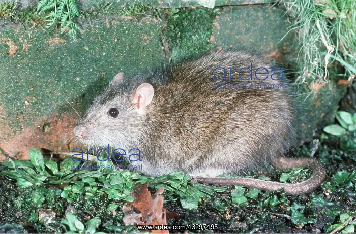 : BROWN / COMMON / NORWAY RAT : BROWN / COMMON / NORWAY RAT