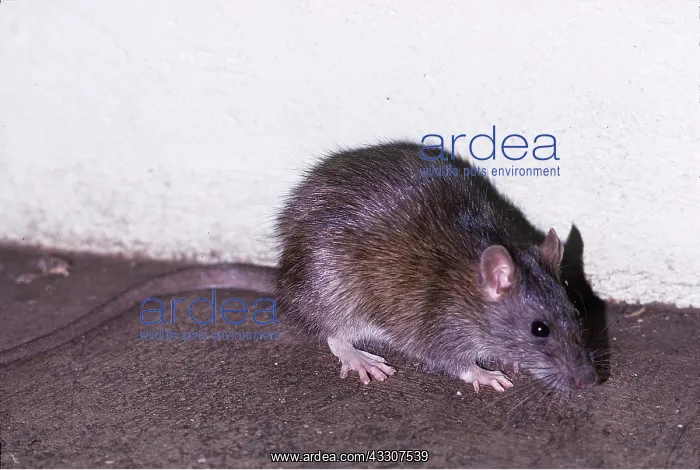 : BROWN / COMMON / NORWAY RAT : BROWN / COMMON / NORWAY RAT