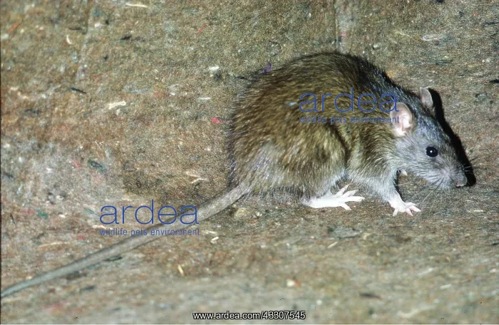 : BROWN / COMMON / NORWAY RAT : BROWN / COMMON / NORWAY RAT