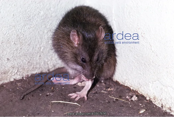 : BROWN / COMMON / NORWAY RAT : BROWN / COMMON / NORWAY RAT