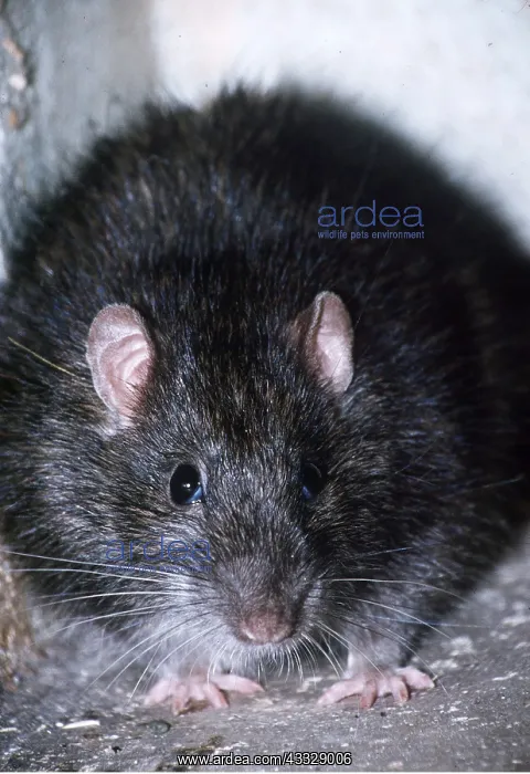 : BROWN / COMMON / NORWAY RAT : BROWN / COMMON / NORWAY RAT