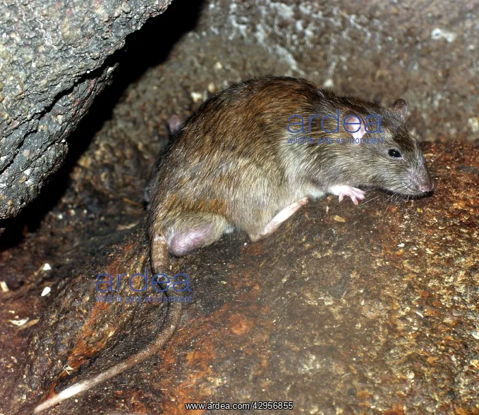 : Brown / Common / Norway Rat - adult male with descended : Brown / Common / Norway Rat - adult male with descended