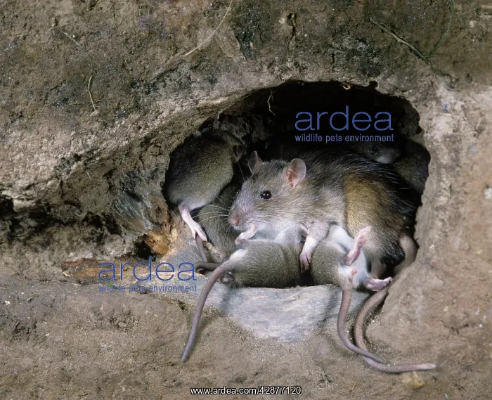  : Brown  /  Common  /  Norway Rat - at burrow with young