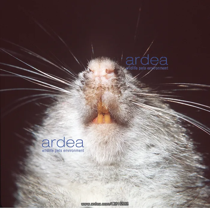 : BROWN / COMMON / NORWAY RAT - close-up of incisors : BROWN / COMMON / NORWAY RAT - close-up of incisors