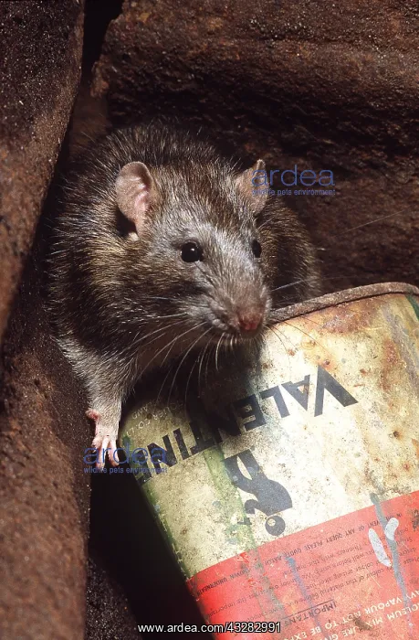 : BROWN / COMMON / NORWAY RAT - close-up on old tin : BROWN / COMMON / NORWAY RAT - close-up on old tin