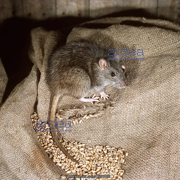 : BROWN / COMMON / NORWAY RAT- close-up on sack : BROWN / COMMON / NORWAY RAT- close-up on sack
