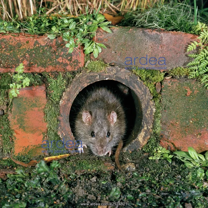 : BROWN / COMMON / NORWAY RAT - in drain pipe : BROWN / COMMON / NORWAY RAT - in drain pipe