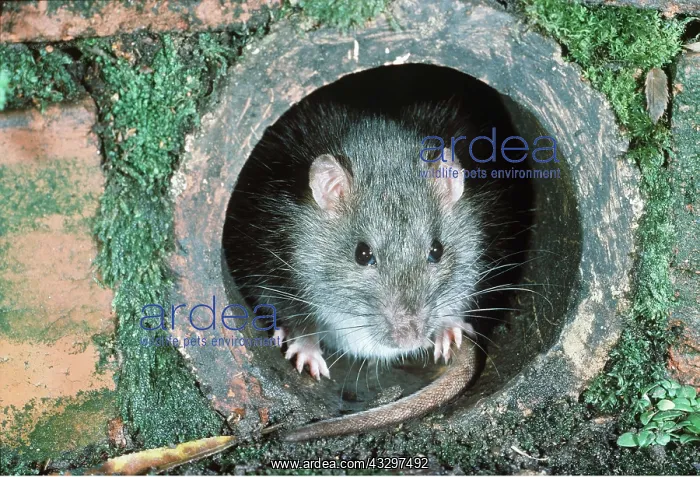 : BROWN / COMMON / NORWAY RAT- in drain pipe : BROWN / COMMON / NORWAY RAT- in drain pipe