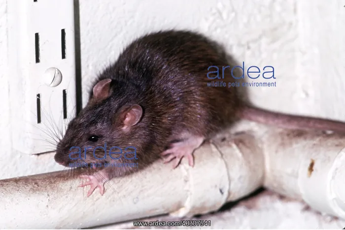 : BROWN / COMMON / NORWAY RAT - on drainpipe : BROWN / COMMON / NORWAY RAT - on drainpipe