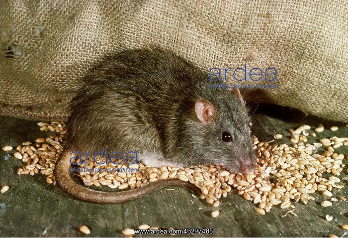  : BROWN  /  COMMON  /  NORWAY RAT - eating grain spilt from sack