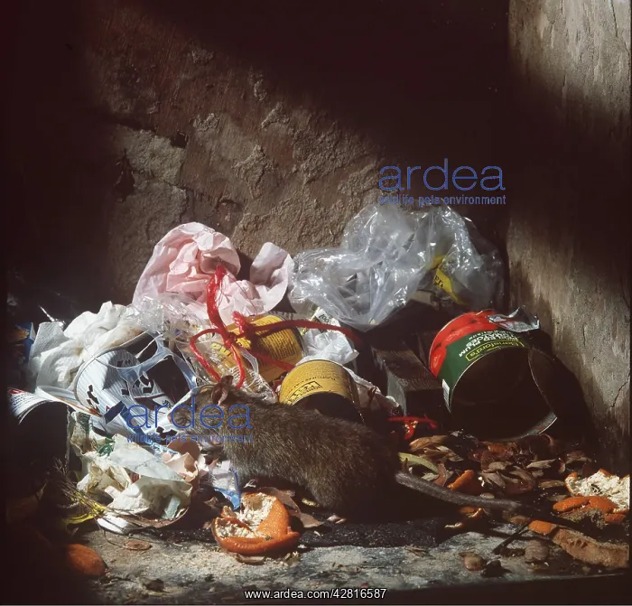 : BROWN / COMMON / NORWAY RAT feeding on refuse : BROWN / COMMON / NORWAY RAT feeding on refuse