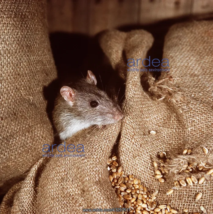 : BROWN / COMMON / NORWAY RAT - in grain sack : BROWN / COMMON / NORWAY RAT - in grain sack