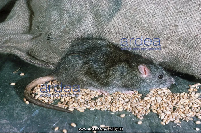  : BROWN  /  COMMON  /  NORWAY RAT- in grain store